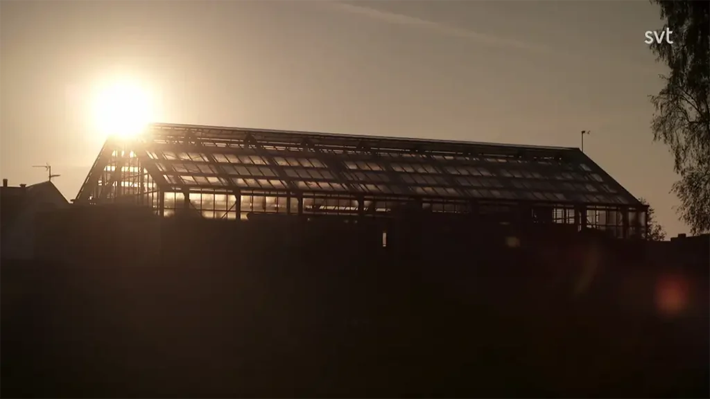 Stiligt - En stor växthusstruktur är siluetterad mot en låg sol tidigt på kvällen eller morgonen, med klar himmel och ett träd delvis synligt till höger.